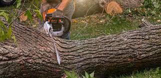 Best Tree Preservation Services  in Streamwood, IL